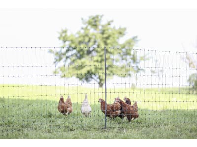 Ako Geflügelzaun "PoultryNet Premium" grün, mit Doppelspitze, stromführend Ako Geflügelzaun "PoultryNet Premium" grün, mit Doppelspitze, stromführend