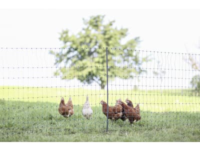 Ako Geflügelzaun "PoultryNet Premium" 106 cm/50 m, grün, mit Doppelspitze, stromführend, 292420