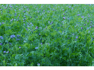 Planterra Zwischenfruchtmischung ZWFH 4011 Erbsen-Wicken-Gemenge Planterra Zwischenfruchtmischung ZWFH 4011 Erbsen-Wicken-Gemenge
