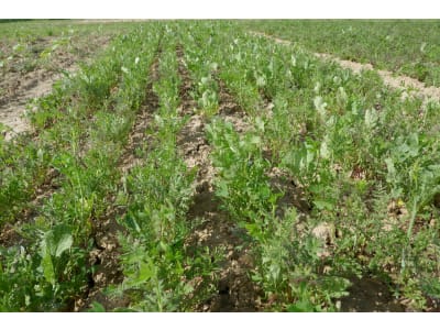 Planterra Zwischenfruchtmischung ZWH 4021 Vitalis Plus Planterra Zwischenfruchtmischung ZWH 4021 Vitalis Plus