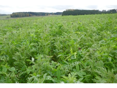 Planterra Zwischenfruchtmischung ZWH 4023 Vitalis Universal Planterra Zwischenfruchtmischung ZWH 4023 Vitalis Universal