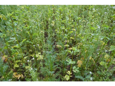 Planterra Zwischenfruchtmischung ZWH 4026 Vitalis AquaSafe Planterra Zwischenfruchtmischung ZWH 4026 Vitalis AquaSafe