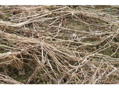 Planterra Zwischenfruchtmischung ZWH 4027 Vitalis Solana Planterra Zwischenfruchtmischung ZWH 4027 Vitalis Solana