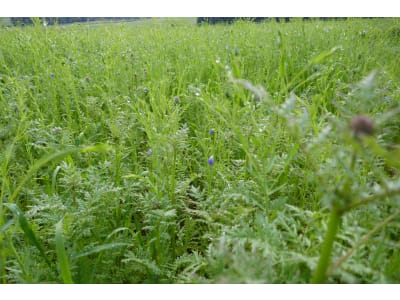 Planterra Zwischenfruchtmischung ZWH 4028 Vitalis N Safe Planterra Zwischenfruchtmischung ZWH 4028 Vitalis N Safe