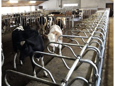 Liegeboxenbügel für Milchvieh-, Jungvieh-, Bullen- oder Kälberstall Liegeboxenbügel für Milchvieh-, Jungvieh-, Bullen- oder Kälberstall