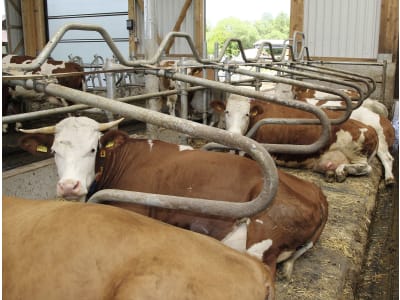 Liegeboxenbügel für Milchvieh-, Jungvieh-, Bullen- oder Kälberstall Liegeboxenbügel für Milchvieh-, Jungvieh-, Bullen- oder Kälberstall