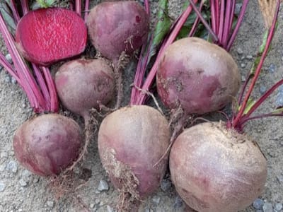 Rote Beete Samen MSX 4131 F1 Rote Beete Samen MSX 4131 F1