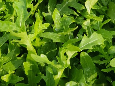 Rucola Samen Sele F1 Rucola Samen Sele F1