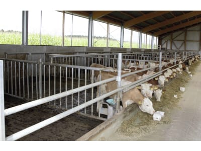 Abtrennung für Milchviehstall, Kälberstall, Jungviehstall, Bullenstall Abtrennung für Milchviehstall, Kälberstall, Jungviehstall, Bullenstall