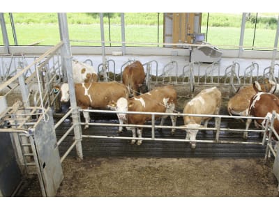 Abtrennung für Milchviehstall, Kälberstall, Jungviehstall, Bullenstall Abtrennung für Milchviehstall, Kälberstall, Jungviehstall, Bullenstall