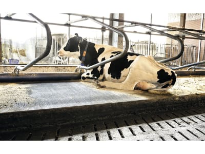 Kraiburg Stallmatte "Wela" für Kühe und Jungrinder Kraiburg Stallmatte "Wela" für Kühe und Jungrinder