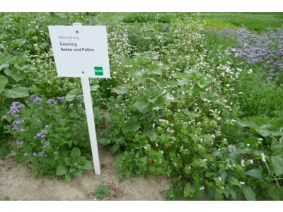 Saaten Zeller Greening Nektar & Pollen mehrjährig Saaten Zeller Greening Nektar & Pollen mehrjährig