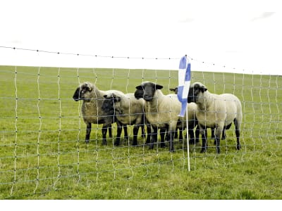 Ako Wolfszaun "OviNet Maxi" 122 cm/50 m, weiß; blau, stromführend, 27394 Ako Wolfszaun "OviNet Maxi" 122 cm/50 m, weiß; blau, stromführend, 27394