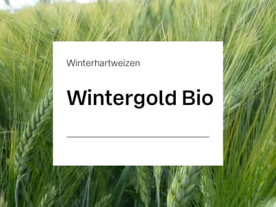 Durum Wintergold ZS Bio (Winterhartweizen) ungebeizt 50 kg Sack Durum Wintergold ZS Bio (Winterhartweizen) ungebeizt 50 kg Sack