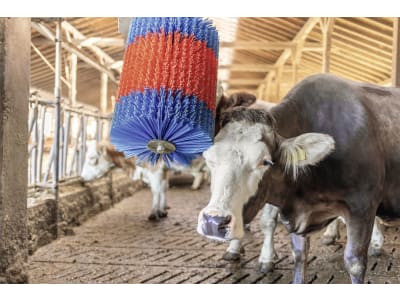 HappyCow Kuhputzmaschine "MidiSwing" Borstenbesatz PP (Polypropylen), 18850 HappyCow Kuhputzmaschine "MidiSwing" Borstenbesatz PP (Polypropylen), 18850