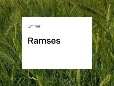 Emmer Saatgut Ramses ZS Emmer Saatgut Ramses ZS