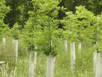 Tubex Forstschutzrohr VENTEX  1,2 m Baumschutzrohr