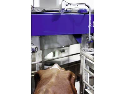Kamera für Body Condition Scoring (BCS) Kamera für Body Condition Scoring (BCS)