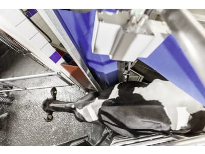 Kamera für Body Condition Scoring (BCS) Kamera für Body Condition Scoring (BCS)