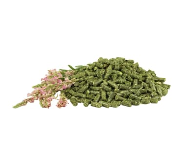 Pegus Natural Esparsette eiweißreiche Raufutterergänzung für Pferde zum Einweichen Pellet 20 kg Sack Pegus Natural Esparsette eiweißreiche Raufutterergänzung für Pferde zum Einweichen Pellet 20 kg Sack