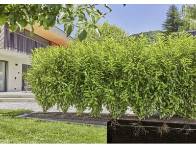 Gardena Micro-Drip-System Ober- und unterirdisches Tropfrohr für Büsche/Hecken   Länge:25 m zur Bewässerung für Pflanzreihen 13503-20