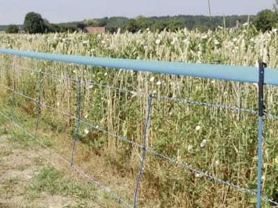 Ako Wildzaun "WildNet" 90 cm/50 m, stromführend, 27215 Ako Wildzaun "WildNet" 90 cm/50 m, stromführend, 27215