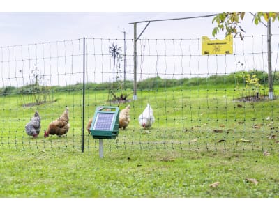 Ako Geflügelzaunset "PoultryNet" 12 V Solar für Geflügel, Hunde, Katzen, Kaninchen, 441154 Ako Geflügelzaunset "PoultryNet" 12 V Solar für Geflügel, Hunde, Katzen, Kaninchen, 441154
