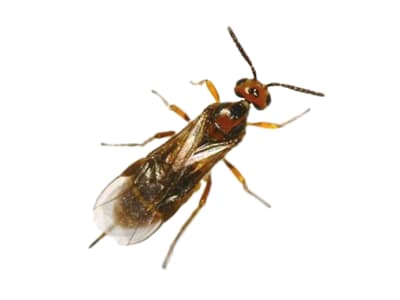 Mehlmottenschlupfwespe gegen Mehlmotten, Speichermotten und Dörrobstmotten mind. 30 Tiere Mehlmottenschlupfwespe gegen Mehlmotten, Speichermotten und Dörrobstmotten mind. 30 Tiere