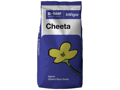 Winterraps Saatgut BASF CHEETA Winterraps Saatgut BASF CHEETA