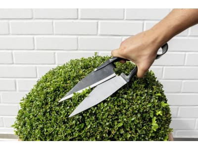 Berger Schafschere Länge Schneide 155 mm, 2722 Berger Schafschere Länge Schneide 155 mm, 2722