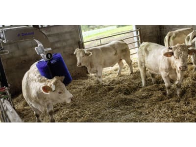 DeLaval Kuhbürste "SBB" für Rinder mit Hörnern und langem Fell, 64410880