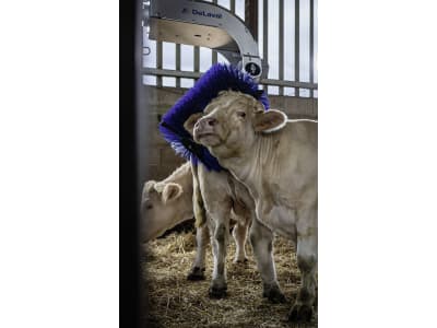 DeLaval Kuhbürste "SBB" für Rinder mit Hörnern und langem Fell, 64410880