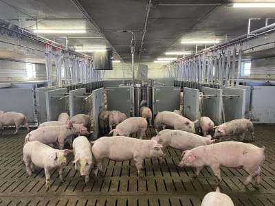 DOMINO Tierwaage "Pig Sort" für Schweine DOMINO Tierwaage "Pig Sort" für Schweine