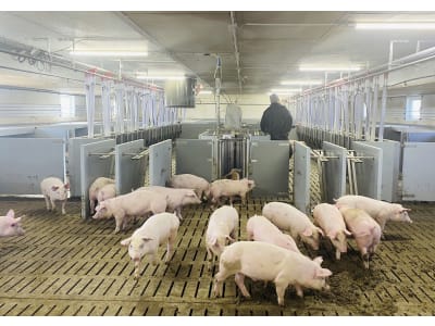 DOMINO Tierwaage "Pig Sort" für Schweine