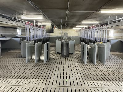 DOMINO Tierwaage "Pig Sort" für Schweine DOMINO Tierwaage "Pig Sort" für Schweine