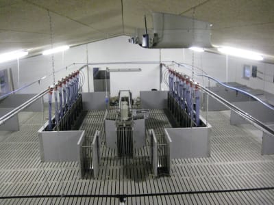 DOMINO Tierwaage "Pig Sort" für Schweine DOMINO Tierwaage "Pig Sort" für Schweine