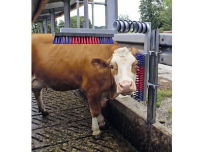 KERBL Kratzbürste "EuroFarm" Bürste 500 x 100 mm, für Rinder, 29325