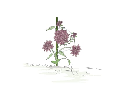 bellissa Pflanzstab Timo   3 cm 