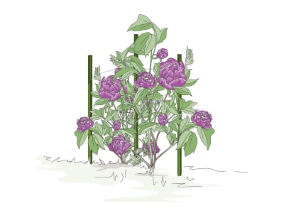 bellissa Pflanzstab Timo   3 cm 