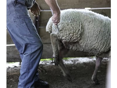 KAMER Schäferstab 95 cm mit Beinfang, einem festen und einem beweglichen Griff, für das Einfangen von Schafen, 38104452