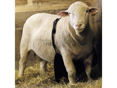 KAMER Bockschürze 60 x 60 x 30 cm für den Schutz vor ungewolltem Decken von Schafen und Ziegen, 38104452700