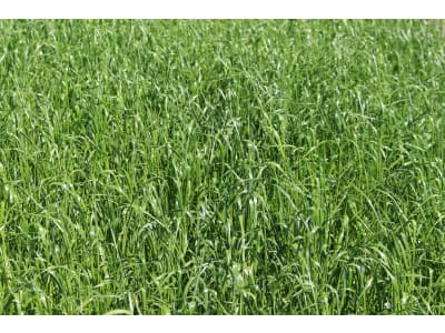 Planterra Ackerfuttermischung AFM 3032 mehrjährig 20 kg Sack Planterra Ackerfuttermischung AFM 3032 mehrjährig 20 kg Sack