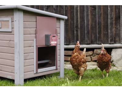 KERBL Hühnerklappe "Easy Protect" 28,5 x 25 cm Komplettset inkl. Steuerung und Führungsschienen für Geflügelställe, rosé, 70590-ROSE