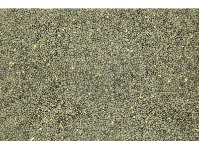 Tellerlinse Saatgut Reka ungebeizt 1.000 kg BigBag  
