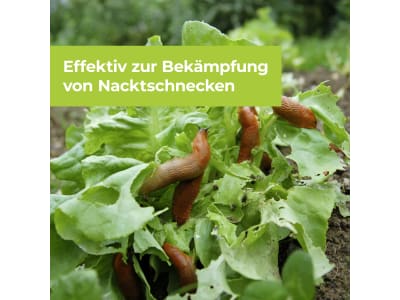 SBM Protect MaXX Schneckenkorn FE 500 g  gegen Nackt- und Schnirkelschnecken 