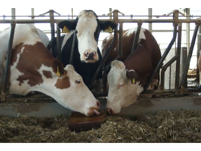 Bonimal FEED RM Lickan Trocken witterungsbeständige Leckmasse mit Selen sowie Traubenkernextrakt zum Lecken für trockenstehende Milchkühe und hochtragende Färsen 70 kg Leckblock Bonimal FEED RM Lickan Trocken witterungsbeständige Leckmasse mit Selen sowie Traubenkernextrakt zum Lecken für trockenstehende Milchkühe und hochtragende Färsen 70 kg Leckblock