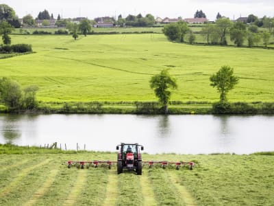 Massey Ferguson Heuwender "MF TD X"