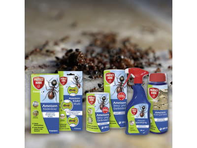 Protect Home Forminex Ameisen Streu- & Gießmischung 500 g Dose Streu- und Gießmittel, Wirkt sofort gegen Ameisen, Schaben und Flöhe 