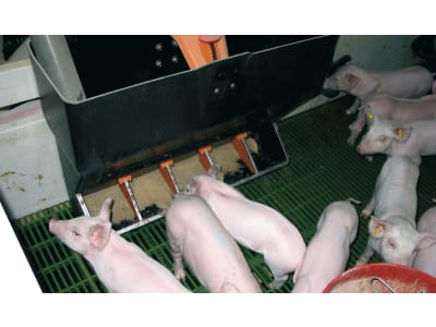 Rotecna Futterautomat "TR-5" 120 l für Ferkel, mit Bissschutz und 3 cm Sockel, Kunststoff, 22763