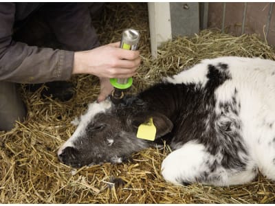 KERBL Enthornungsgerät "GasBuddex"